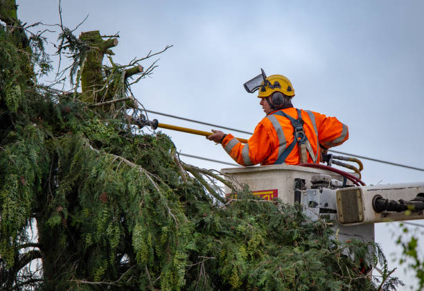  Grandwood Park, IL Tree Removal Services Pros