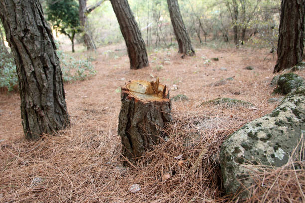 Best Residential Tree Removal  in Grandwood Park, IL