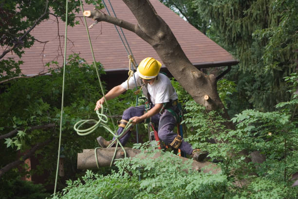 Best Tree Cabling and Bracing  in Grandwood Park, IL