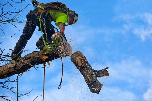 Best Storm Damage Tree Cleanup  in Grandwood Park, IL