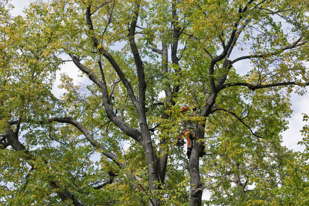 Best Tree Disease Treatment  in Grandwood Park, IL